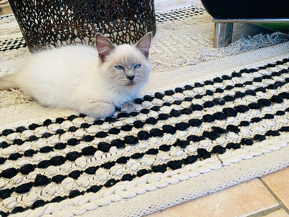 Uzou a rejoint le concours — aidez-le/la à gagner de superbes lots ! carnivore, cat, domestic_short_haired_cat, felidae, floor, flooring, fur, grey, hardwood, line, mammal, metal, pattern, paw, rectangle, small_to_medium_sized_cats, tail, textile, whiskers, wood