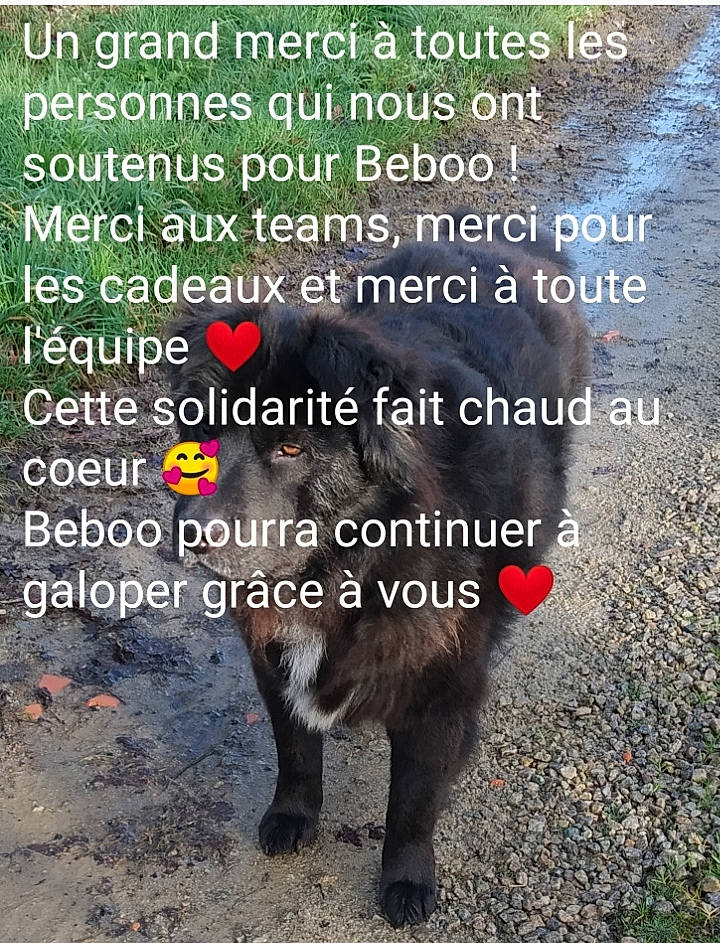 Beboo participe au concours pour gagner de l'argent avec cette photo : advertising, asphalt, canidae, carnivore, cat, dog_breed, felidae, font, grass, livestock, organism, pack_animal, pet_supply, photo_caption, snout, sporting_group, tail, terrestrial_animal, wildlife, working_animal