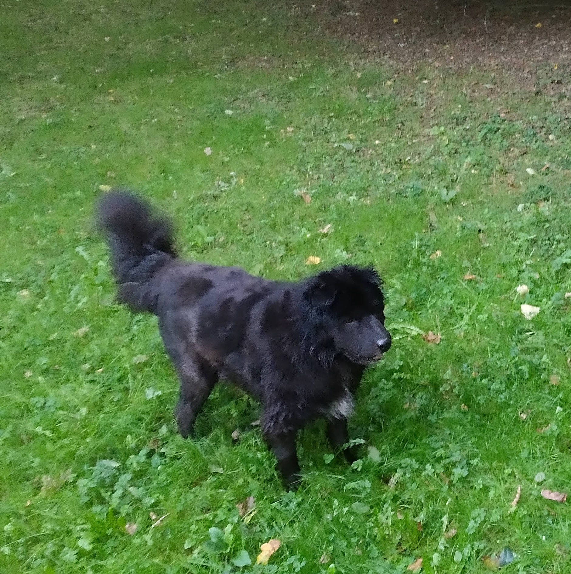 Beboo a rejoint le concours — aidez-le/la à gagner de superbes lots ! canidae, carnivore, companion_dog, dog, dog_breed, fur, german_spitz_mittel, grass, grassland, groundcover, liver, non_sporting_group, pasture, plant, sporting_group, tail, terrestrial_animal, toy_dog, working_animal, working_dog