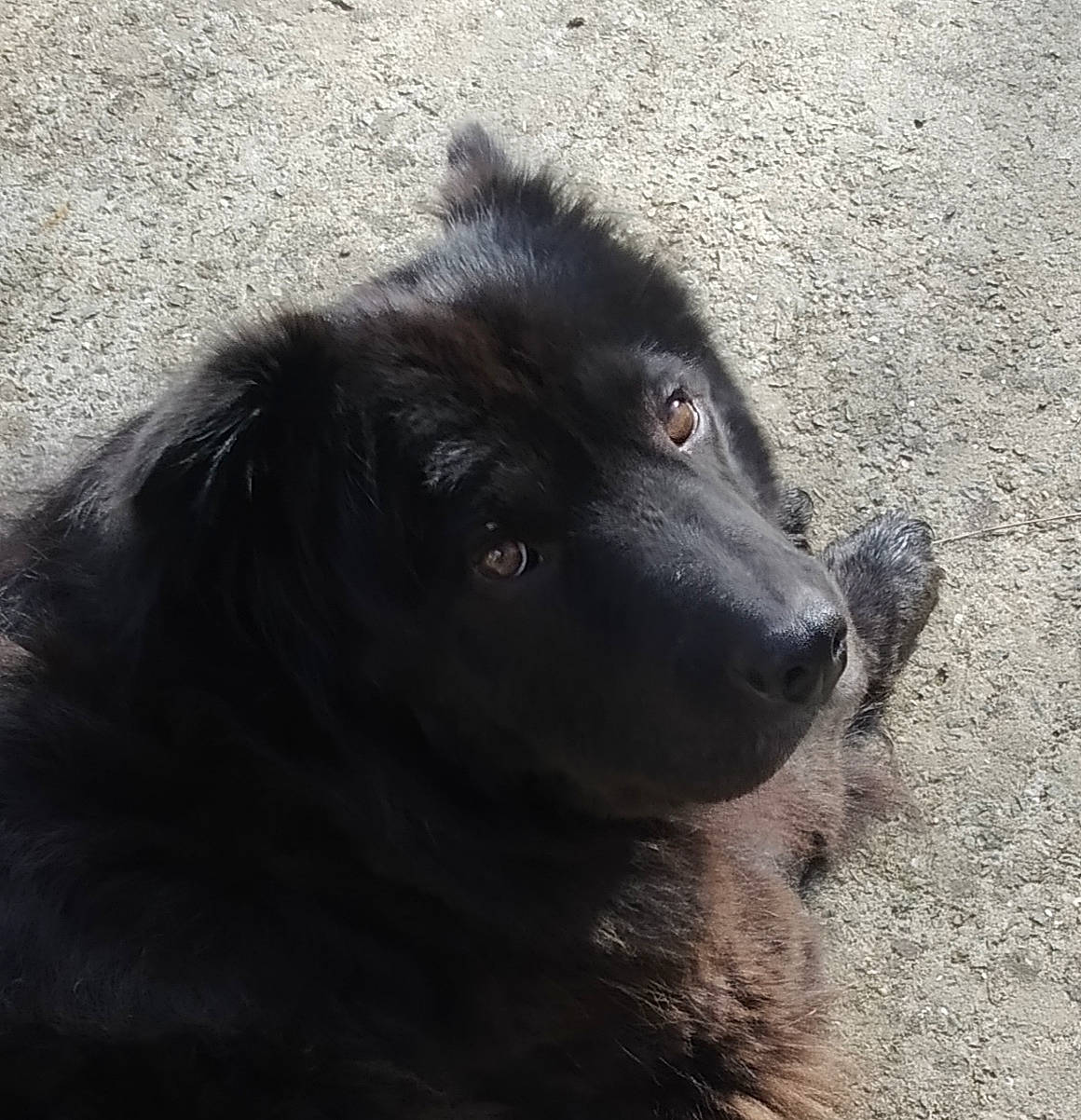 Beboo participe au concours pour gagner de l'argent avec cette photo : borador, canidae, carnivore, companion_dog, dog, dog_breed, fur, snout, sporting_group, terrestrial_animal, working_animal