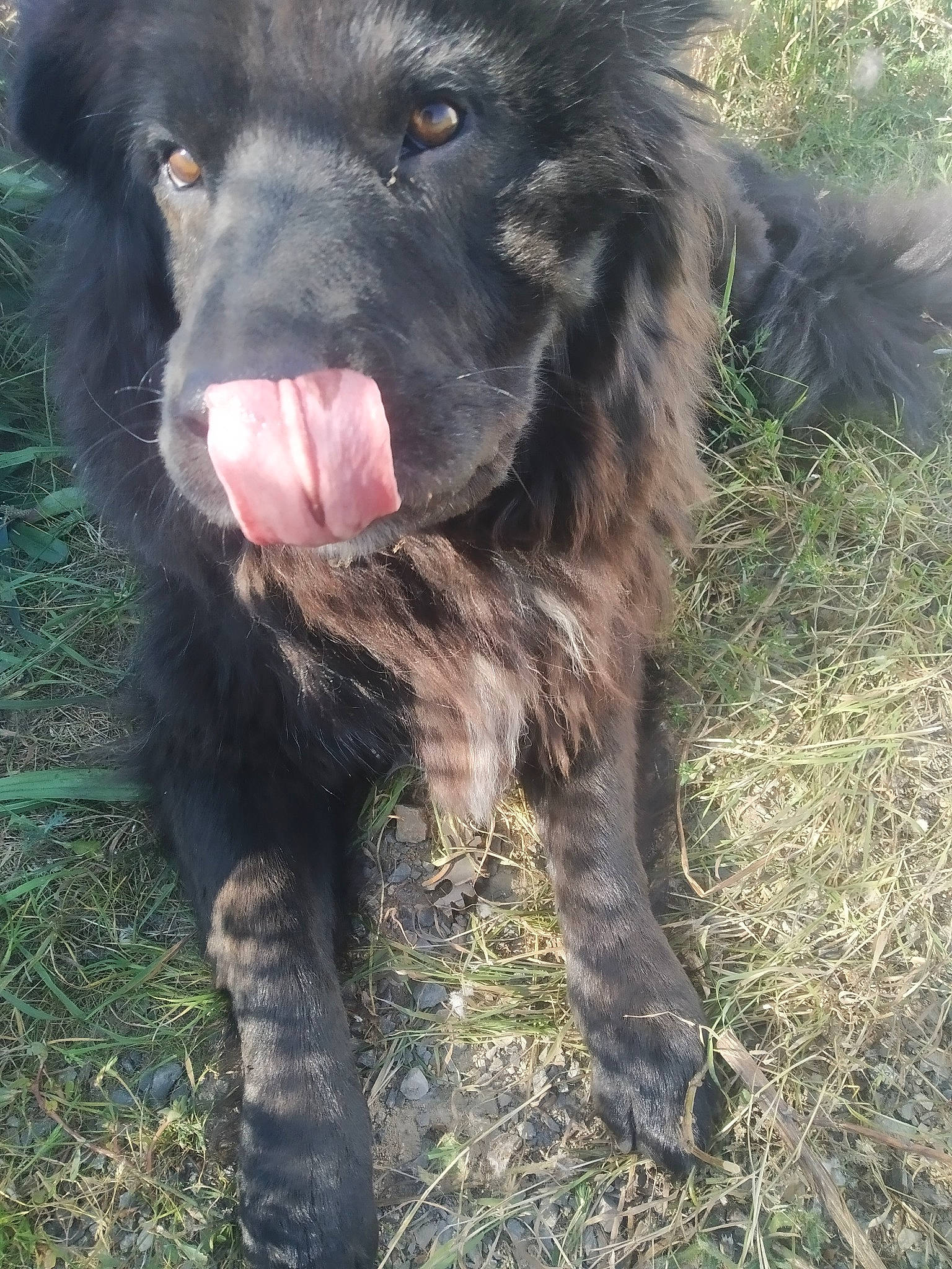 Beboo participe au concours pour gagner de l'argent avec cette photo : borador, canidae, carnivore, companion_dog, dog, dog_breed, fur, gaddi_kutta, grass, gun_dog, snout, sporting_group, terrestrial_animal, working_animal, working_dog