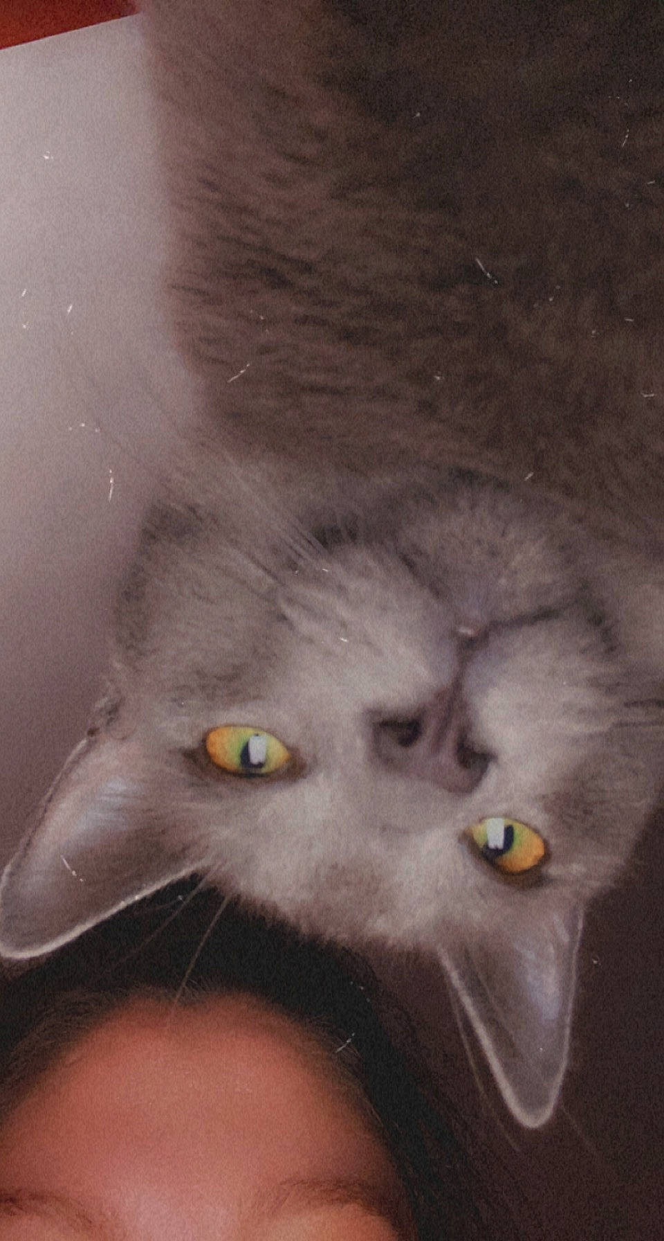 Creed is registered to the contest to win money with this photo: carnivore, cat, domestic_short_haired_cat, felidae, fur, grey, small_to_medium_sized_cats, snout, tail, terrestrial_animal, whiskers