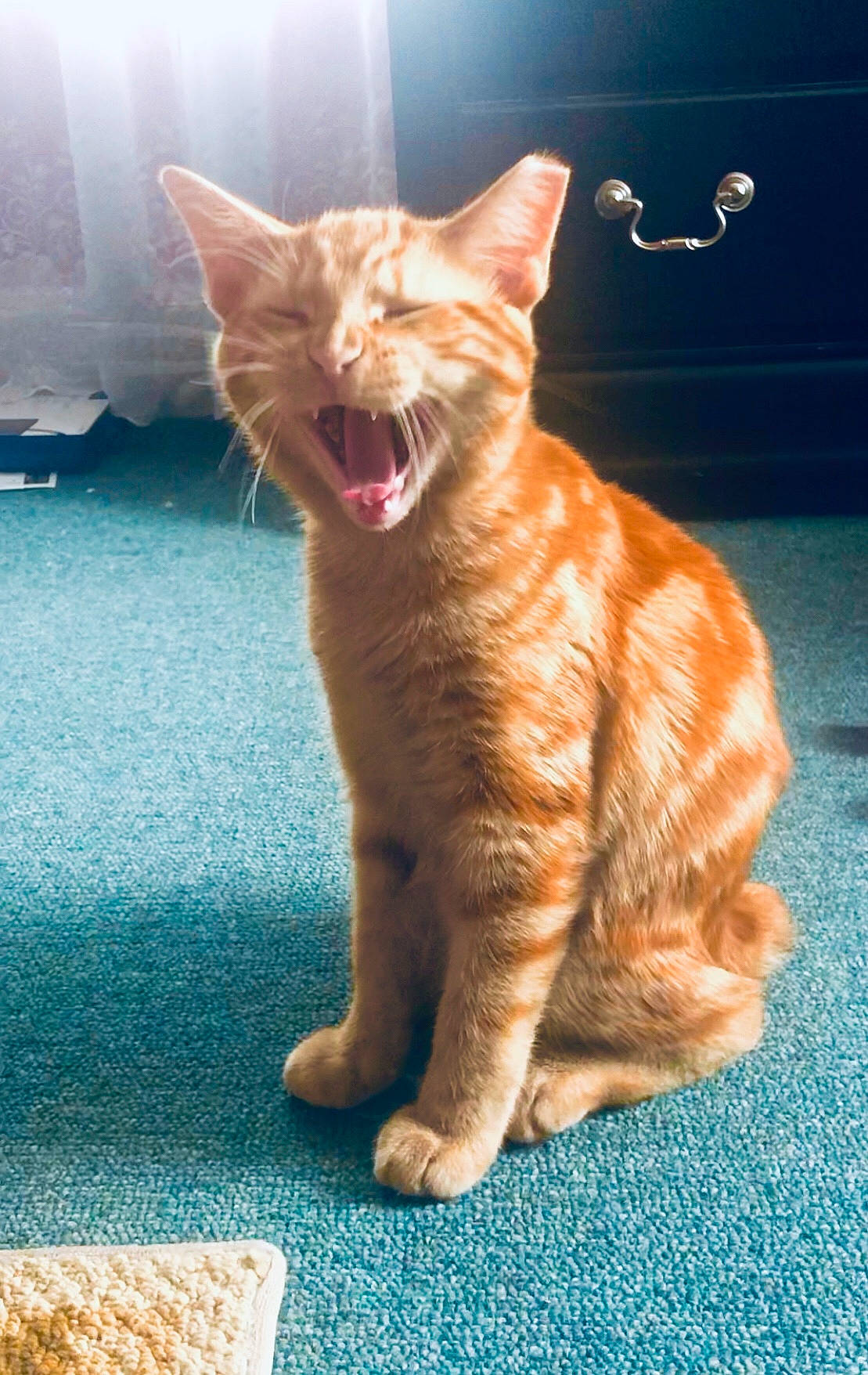 Stubby joined the competition — help win amazing prizes! carnivore, cat, facial_expression, fawn, felidae, fur, home_accessories, mat, orange, organism, paw, peach, small_to_medium_sized_cats, snout, terrestrial_animal, toe, tongue, tooth, vertebrate, whiskers