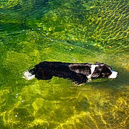 Rocky participe au concours pour gagner de l'argent avec cette photo : dog, swimming, water, clear_water, green_water, blue_water, animal, pet, outdoor, nature, sunlight, reflection, ripples, summer, active, canine, wet, river, lake, peaceful