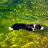 dog, swimming, water, clear_water, green_water, blue_water, animal, pet, outdoor, nature, sunlight, reflection, ripples, summer, active, canine, wet, river, lake, peaceful