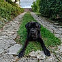 dog, black_dog, grass, stone_path, outdoor, nature, greenery, canine, pet, laying_down, animal, serious_expression, pathway, trees, cloudy_sky, fur, large_dog, front_legs, calm, garden