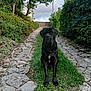 dog, black_dog, sitting, pathway, grass, stone_path, bushes, trees, outdoor, nature, garden, cloudy_sky, gate, pet, animal, canine, greenery, landscape, daytime, quiet