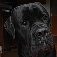 Ripper participe au concours pour gagner de l'argent avec cette photo : dog, black_dog, pet, canine, portrait, indoor, closeup, animal, mammal, fur, face, ears, eyes, snout, looking, expression, wooden_furniture, background, domestic, house