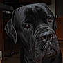 animal, background, black_dog, canine, closeup, dog, domestic, ears, expression, eyes, face, fur, house, indoor, looking, mammal, pet, portrait, snout, wooden_furniture