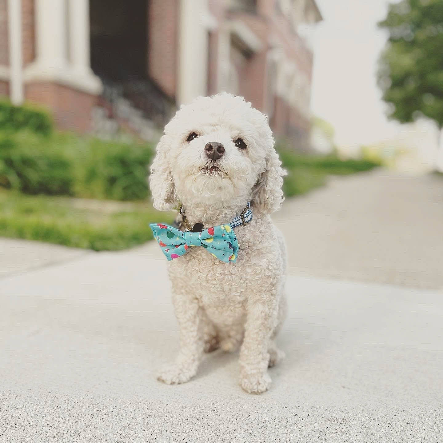 Bentley joined the competition — help win amazing prizes! carnivore, collar, companion_dog, dog, dog_breed, dog_collar, dog_supply, door, fur, maltepoo, non_sporting_group, plant, poodle, sidewalk, snout, sporting_group, terrier, toy_dog, tree, working_animal