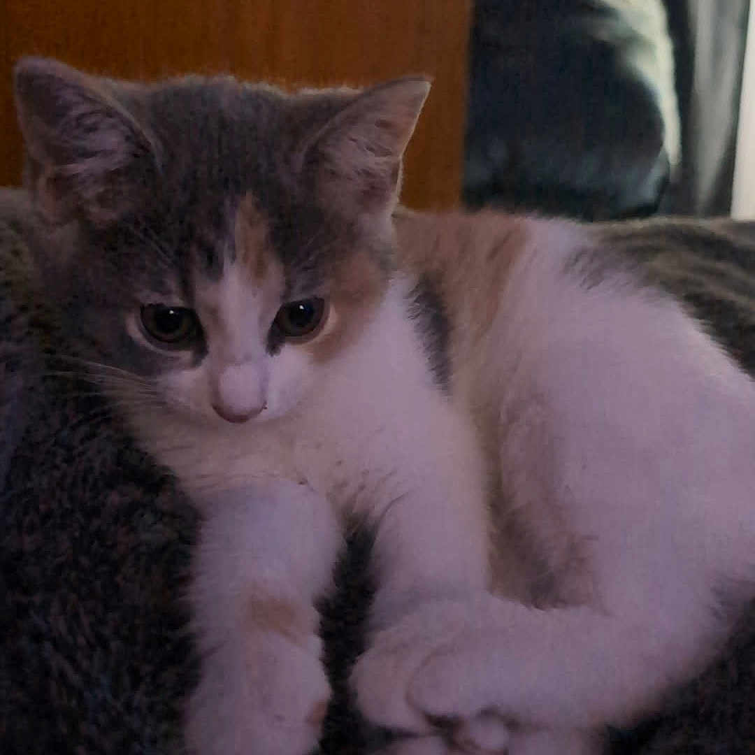 Keo is registered to the contest to win money with this photo: animal, background, blanket, blurred, cat, closeup, cute, domestic, door, feline, fur, indoor, kitten, paws, pet, reflection, resting, soft, whiskers, wood