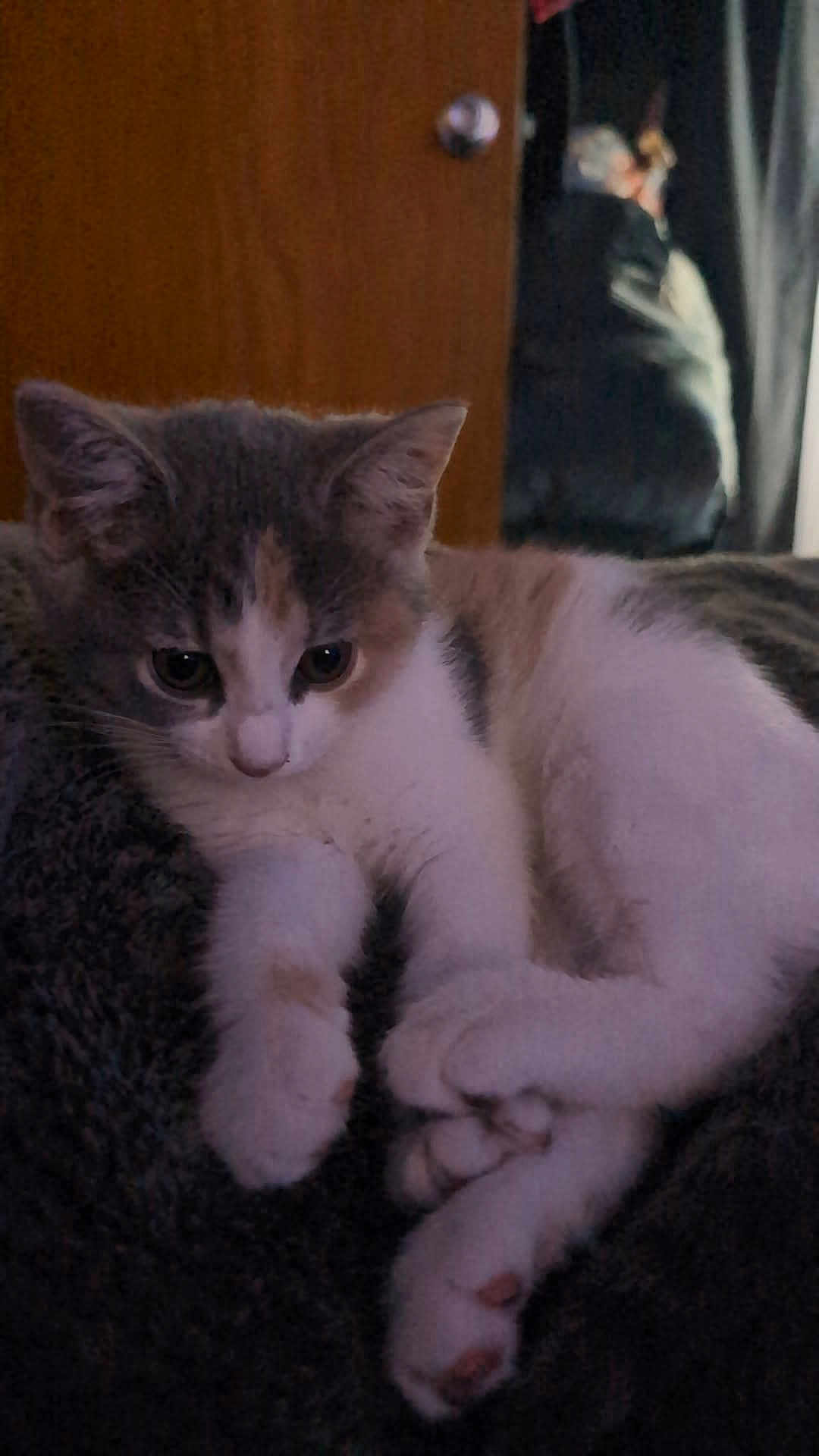 Keo is registered to the contest to win money with this photo: animal, background, blanket, blurred, cat, closeup, cute, domestic, door, feline, fur, indoor, kitten, paws, pet, reflection, resting, soft, whiskers, wood