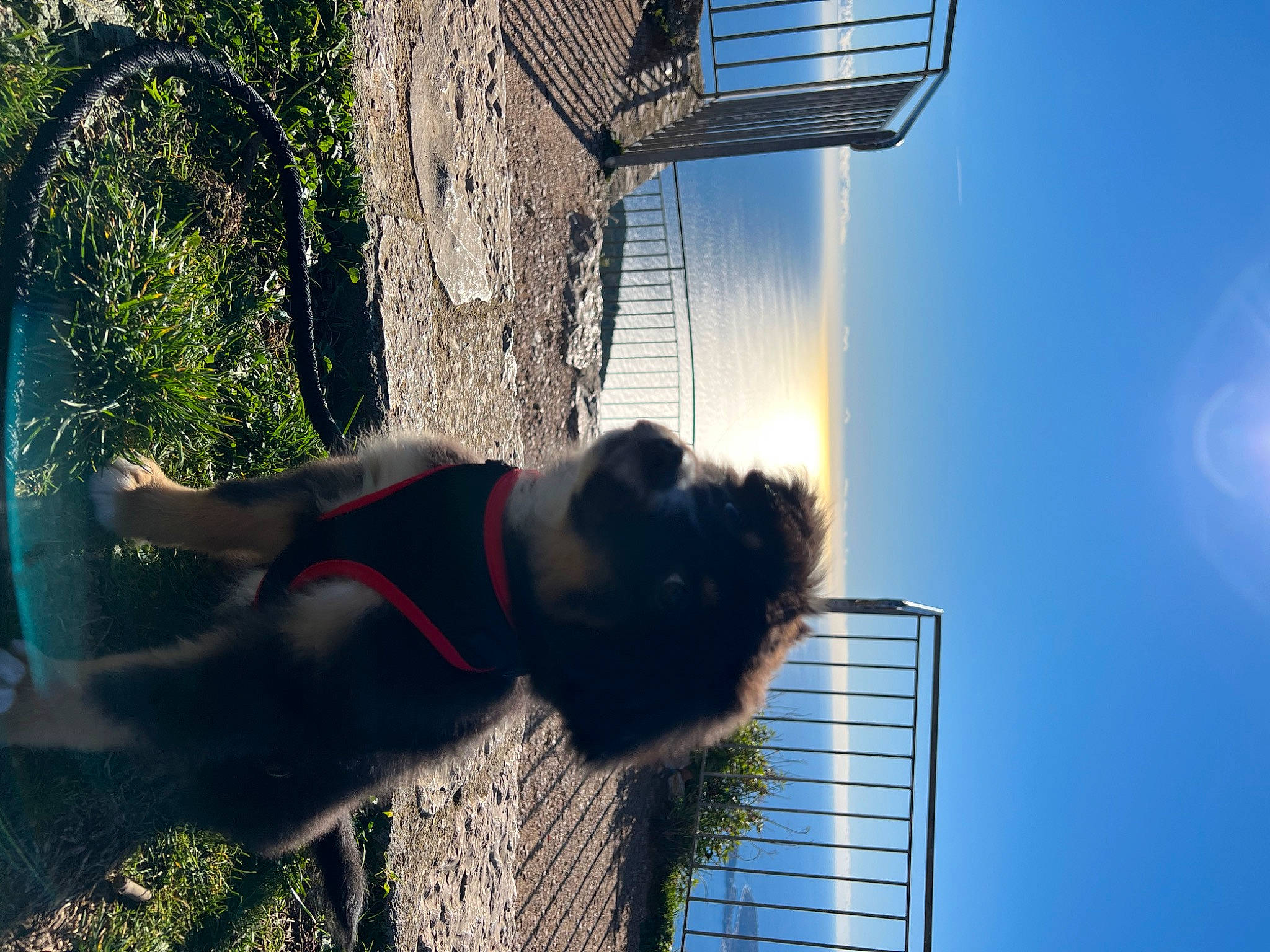 Joia participe au concours pour gagner de l'argent avec cette photo : canidae, carnivore, cloud, dog, dog_breed, fun, grass, house, leisure, plant, reflection, shadow, sky, sporting_group, tail, tints_and_shades, tree, water, window
