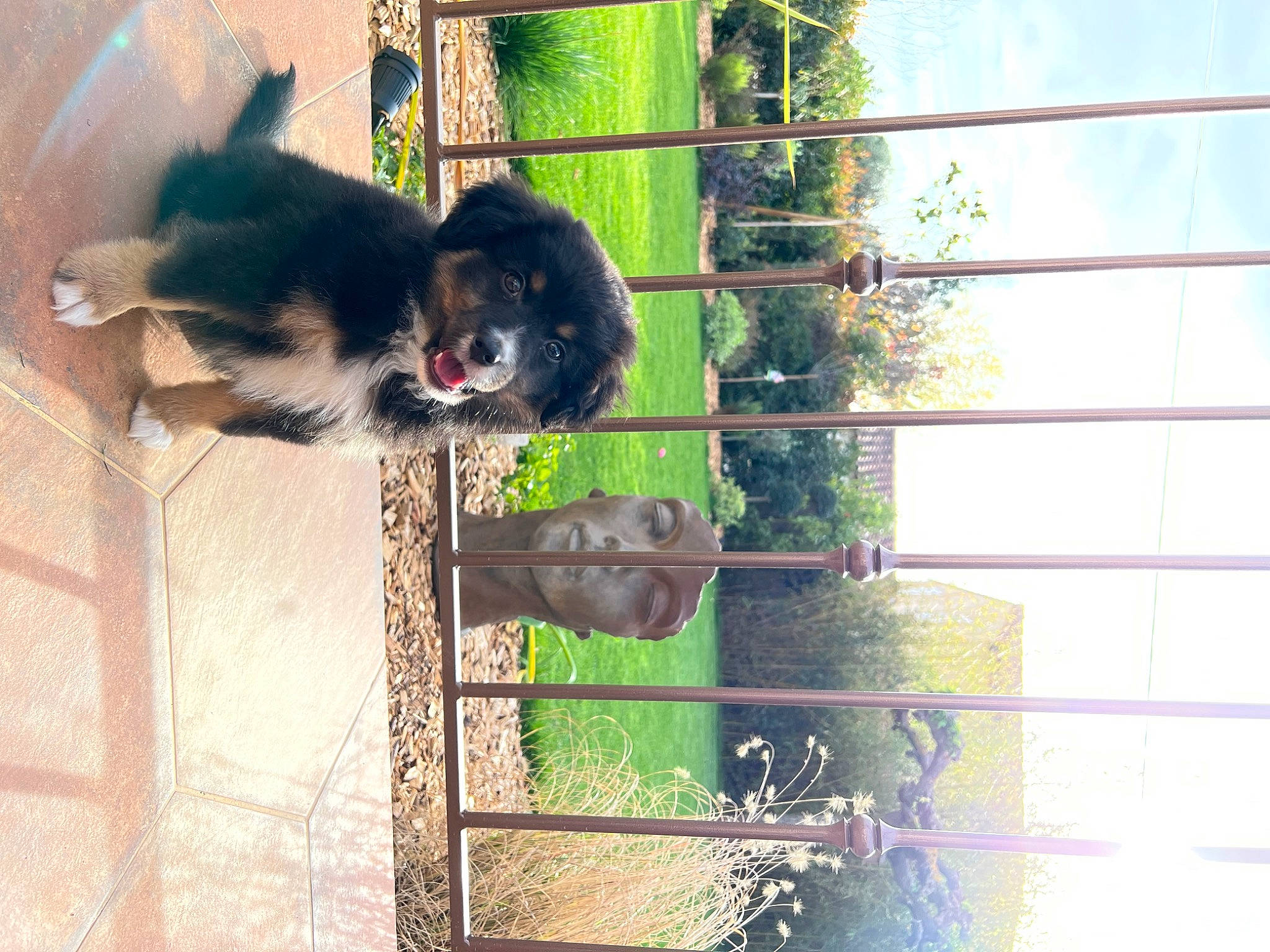 Joia a rejoint le concours — aidez-le/la à gagner de superbes lots ! canidae, carnivore, companion_dog, dog, dog_breed, dog_supply, fence, fur, line, mesh, metal, pet_supply, plant, sky, snout, sporting_group, tail, tints_and_shades, tree, window