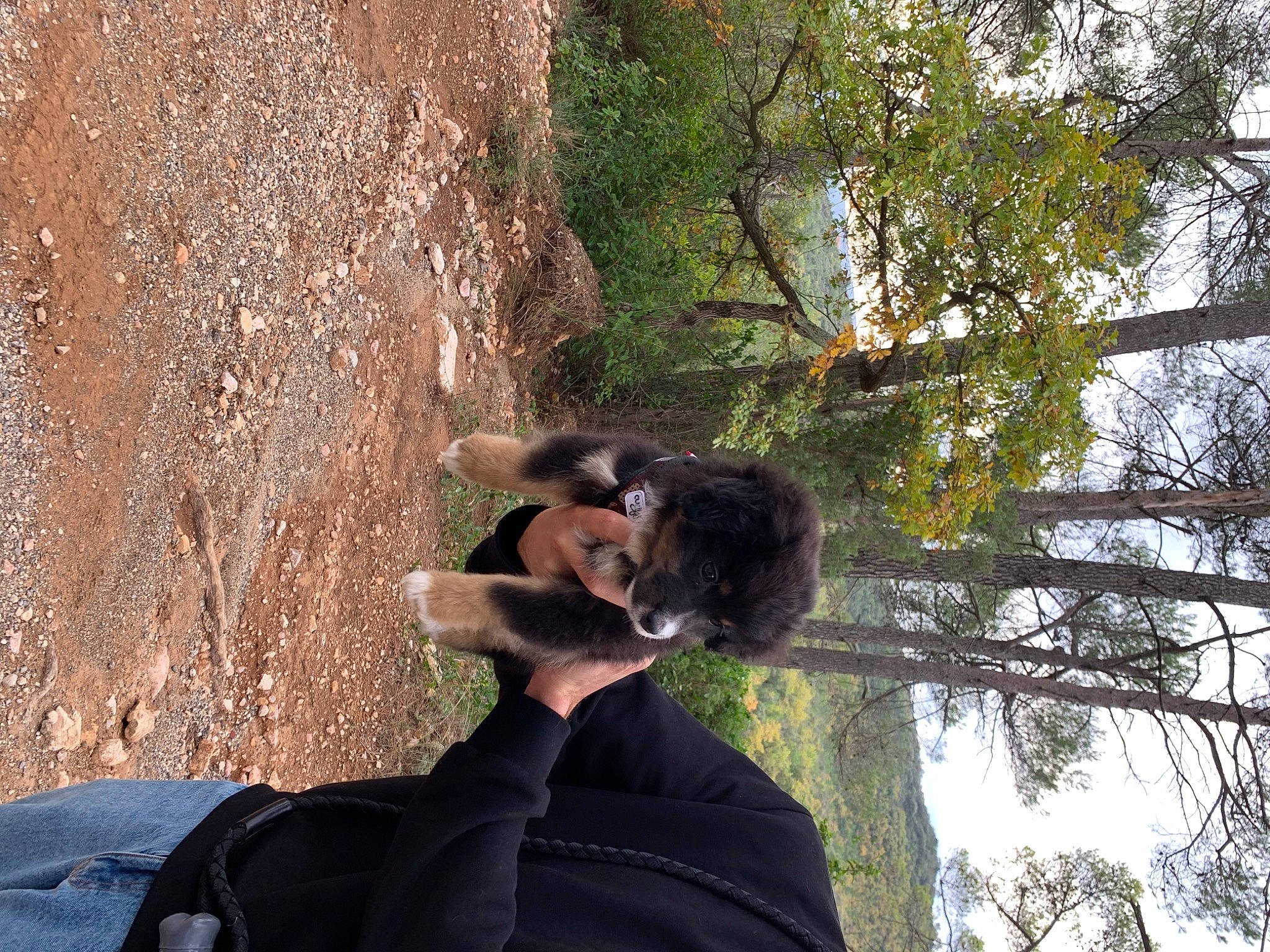 Joia participe au concours pour gagner de l'argent avec cette photo : adventure, forest, fun, fur, grass, leisure, people_in_nature, plant, recreation, sporting_group, tree, trunk, wildlife, winter, woodland