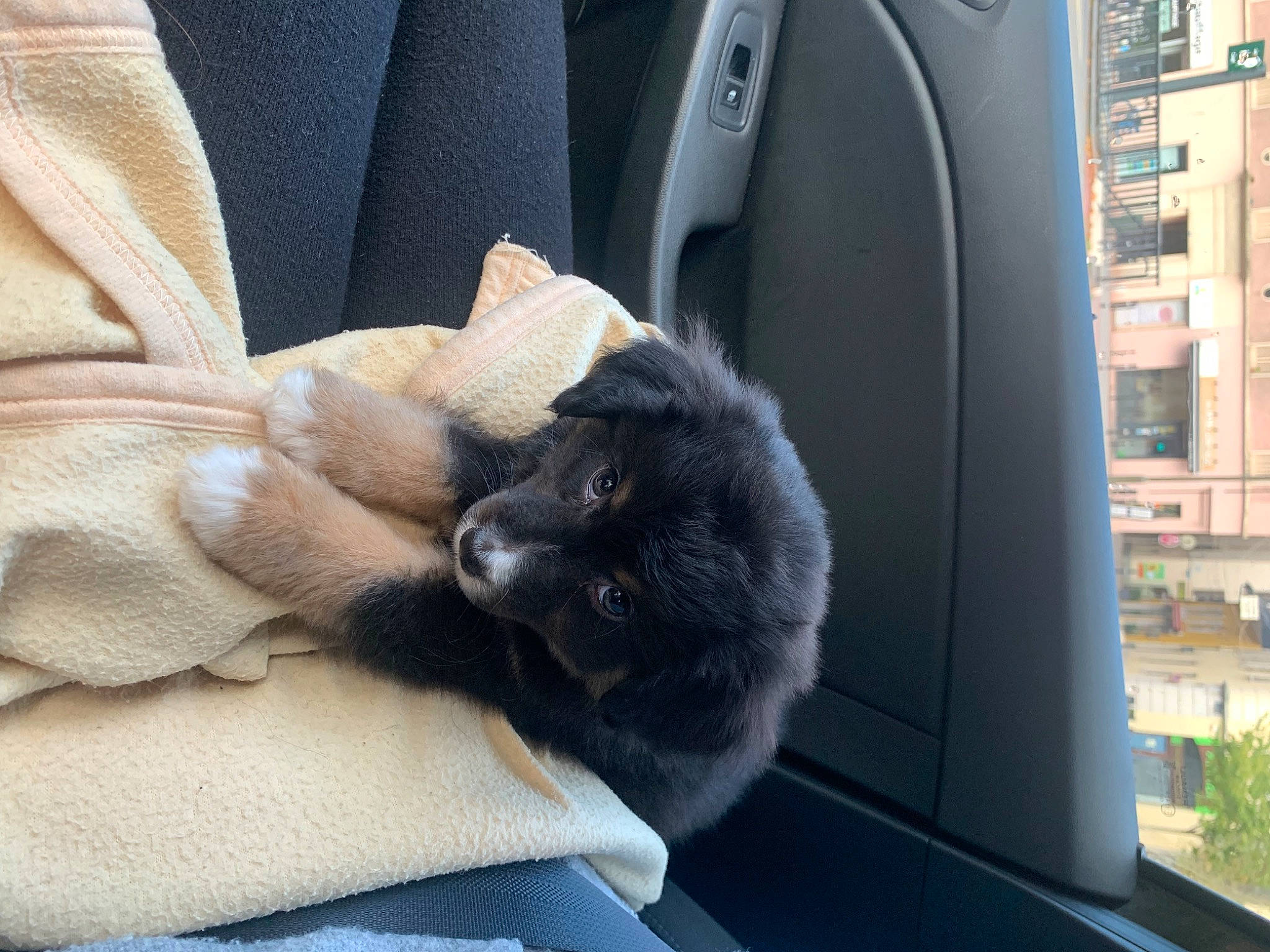 Joia participe au concours pour gagner de l'argent avec cette photo : automotive_tire, black_cat, car_seat, car_seat_cover, carnivore, cat, comfort, companion_dog, dog_breed, domestic_short_haired_cat, felidae, fur, grey, human_leg, plant, small_to_medium_sized_cats, snout, tail, whiskers, window