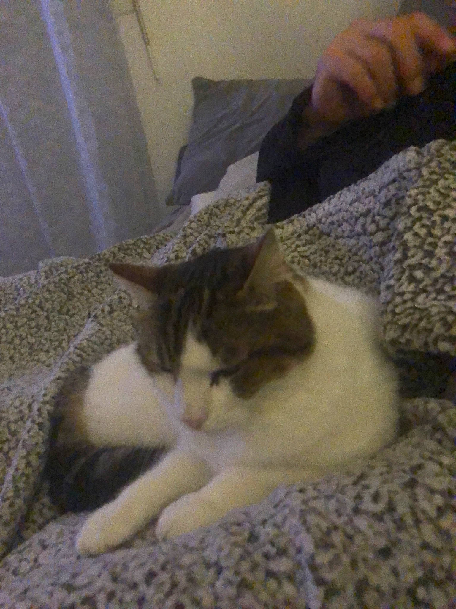 Harry participe au concours pour gagner de l'argent avec cette photo : carnivore, cat, claw, comfort, domestic_short_haired_cat, felidae, fur, nap, paw, small_to_medium_sized_cats, snout, tail, terrestrial_animal, whiskers