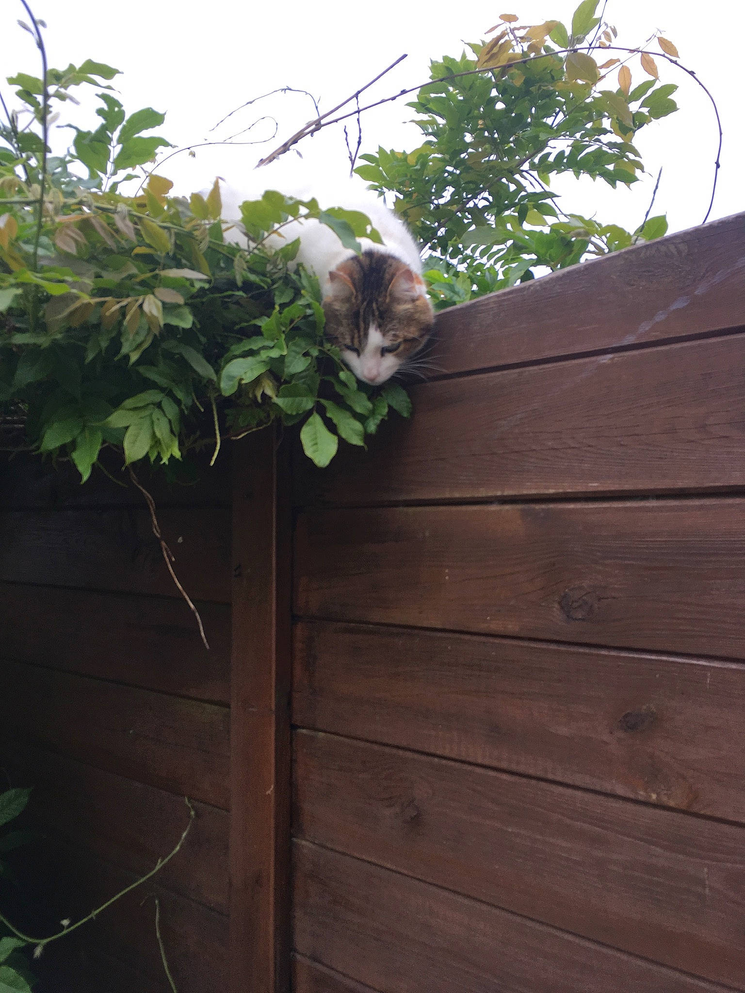 Harry participe au concours pour gagner de l'argent avec cette photo : carnivore, cat, door, felidae, fence, grass, groundcover, hardwood, home_fencing, outdoor_structure, plank, plant, roof, shrub, siding, sky, tail, twig, wood, wood_stain