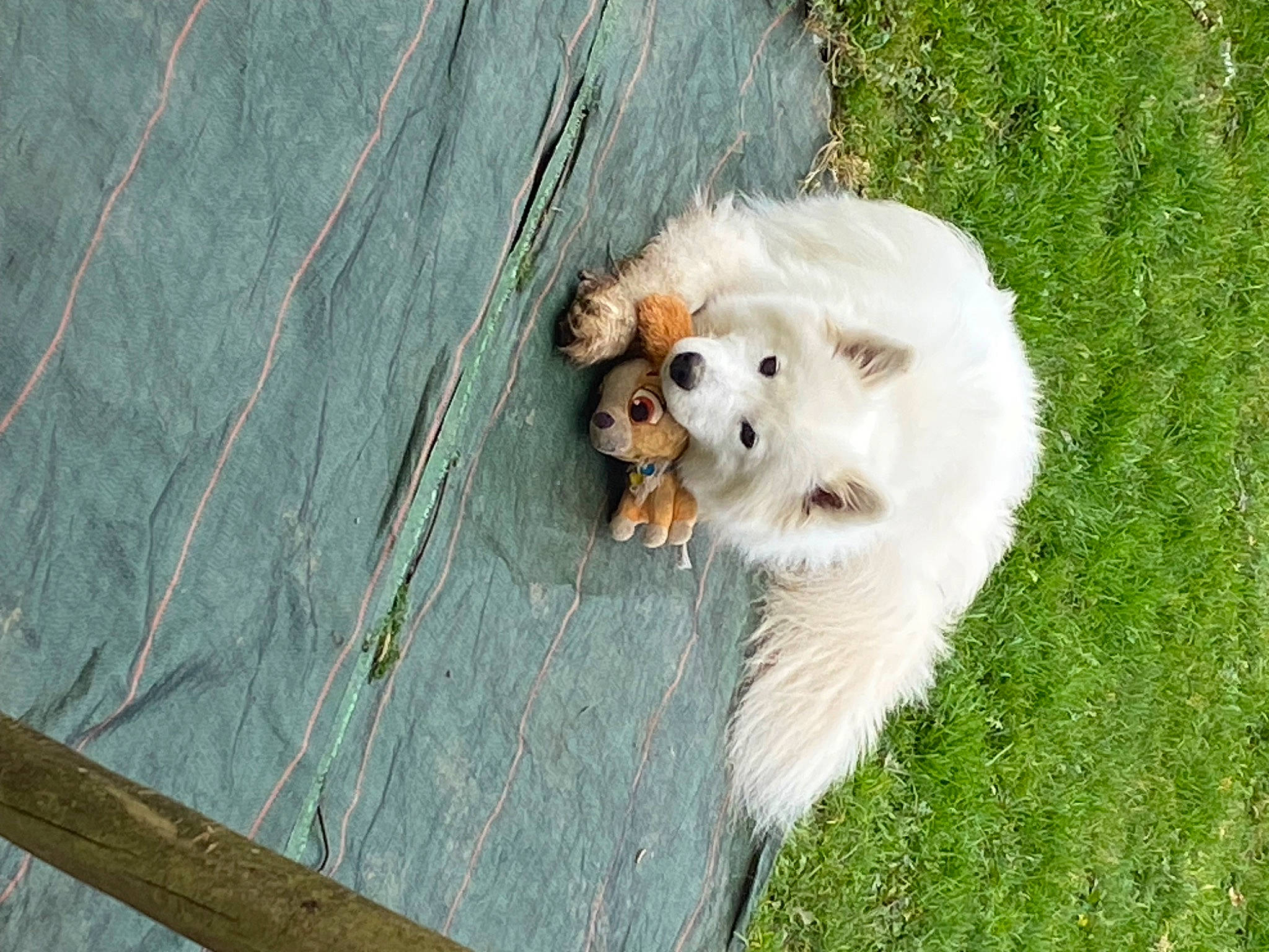 Saliha participe au concours pour gagner de l'argent avec cette photo : carnivore, companion_dog, dog, dog_breed, fawn, german_spitz, german_spitz_klein, german_spitz_mittel, grass, hardwood, kintamani, plank, plant, pomeranian, spitz, tail, toy_dog, volpino_italiano, whiskers, wood