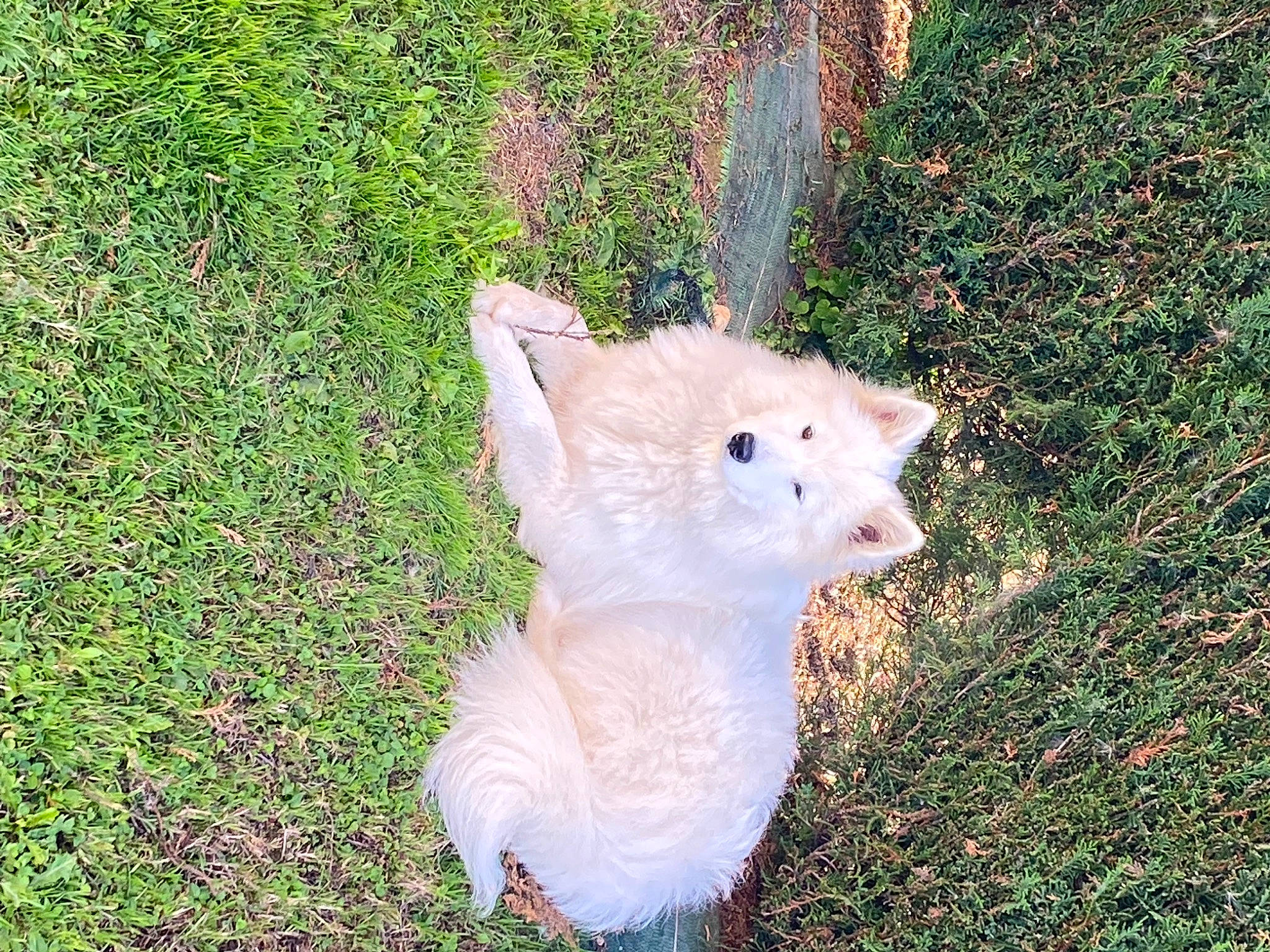 Saliha a rejoint le concours — aidez-le/la à gagner de superbes lots ! canidae, carnivore, companion_dog, dog_breed, eye, fawn, felidae, fur, grass, grass_family, grassland, groundcover, plant, small_to_medium_sized_cats, snout, sporting_group, tail, terrestrial_animal, whiskers, wildlife