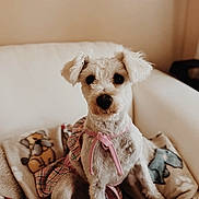 Chloe is registered to the contest to win money with this photo: dog, white_dog, pet, blanket, plush_toy, indoor, cozy, cute, fur, sitting, pink_harness, animal, companion, soft_lighting, home, relaxed, small_dog, cute_pet, comfort, domestic