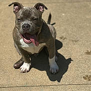 Roman Breeden is registered to the contest to win money with this photo: animal, bodypart, bostonbull, boxer, bulldog, canine, dog, frenchbulldog, hound, leash, mouth, path, person, pet, pitbull, puppy, rock, sidewalk, snout, whitedog
