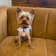 Saint joined the competition — help win amazing prizes! dog, yorkshire_terrier, pet, animal, small_dog, sitting, couch, indoor, brown, fur, bandana, cute, companion, looking, ears, collar, wooden_furniture, house, domestic, portrait