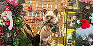 Saint is registered to the contest to win money with this photo: dog, small_dog, christmas_wreath, holiday_decorations, pinecones, ornaments, festive, hand_holding_dog, sign, savannah_georgia, red, green, lights, seasonal, background_blur, shop_display, nutcracker, santa_hat, holiday_scene, cute_pet