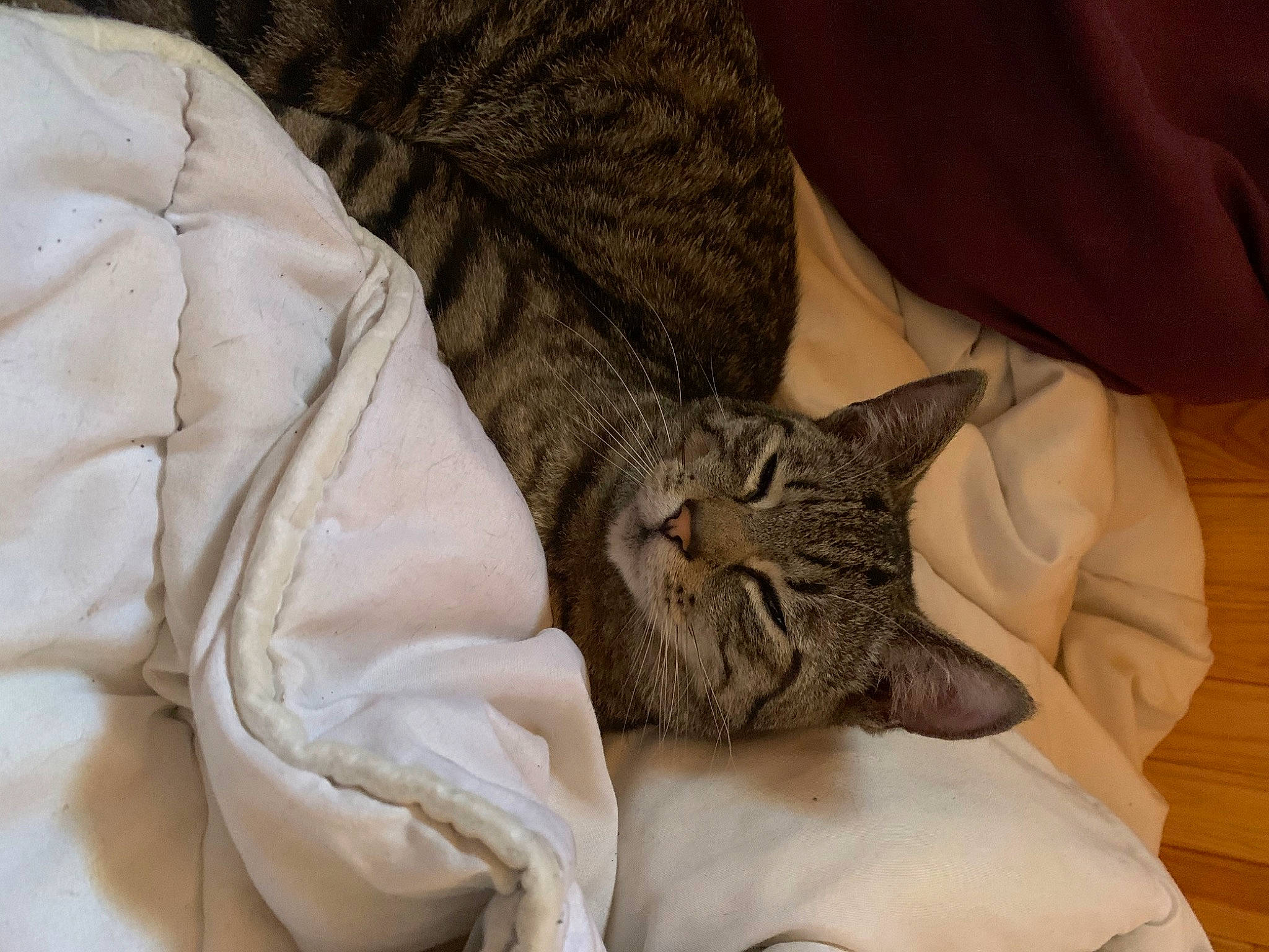 Marley participe au concours pour gagner de l'argent avec cette photo : american_shorthair, asian, carnivore, cat, comfort, domestic_short_haired_cat, dragon_li, european_shorthair, felidae, fur, kitten, mammal, nap, pixie_bob, small_to_medium_sized_cats, snout, tabby_cat, whiskers