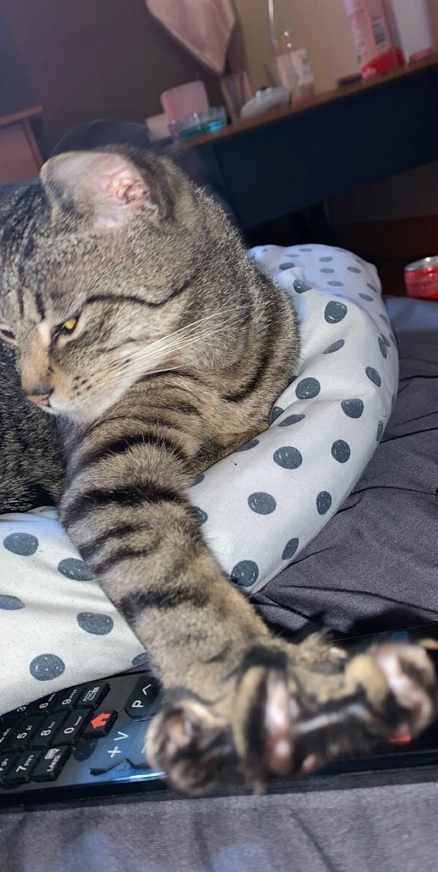 Marley participe au concours pour gagner de l'argent avec cette photo : american_shorthair, asian, australian_mist, bengal, california_spangled, carnivore, cat, domestic_short_haired_cat, dragon_li, egyptian_mau, european_shorthair, felidae, kitten, mammal, ocicat, pixie_bob, small_to_medium_sized_cats, tabby_cat, vertebrate, whiskers