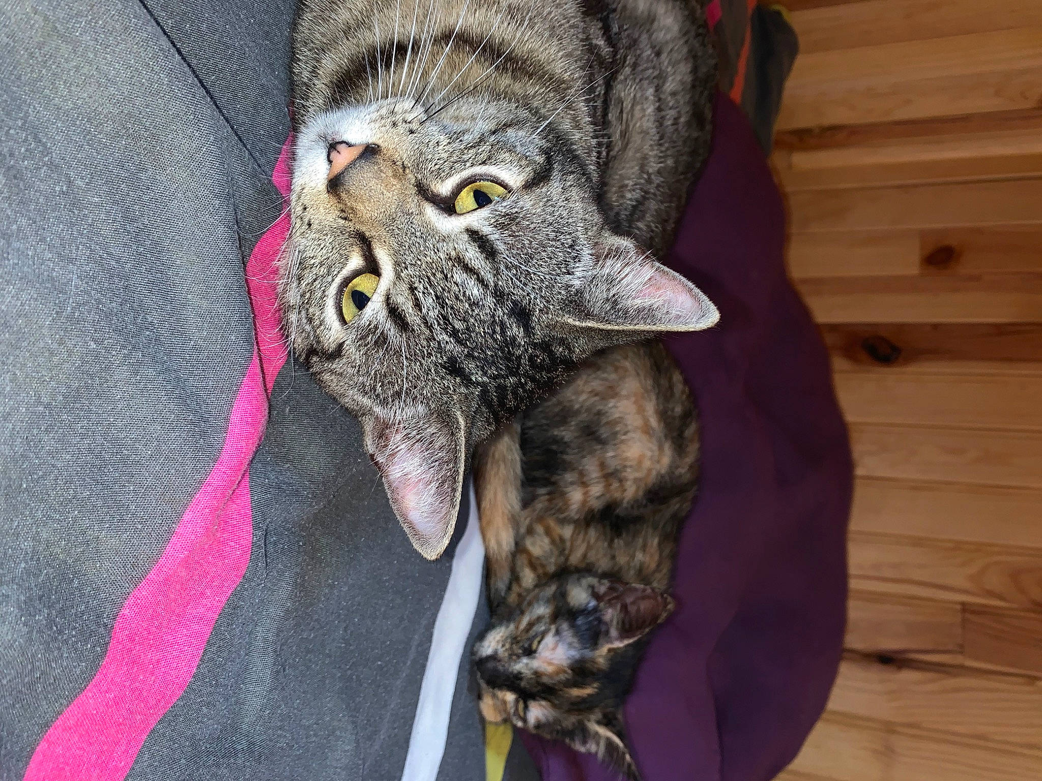 Marley a rejoint le concours — aidez-le/la à gagner de superbes lots ! american_shorthair, british_shorthair, carnivore, cat, domestic_short_haired_cat, dragon_li, european_shorthair, felidae, fur, ocicat, pink, small_to_medium_sized_cats, snout, tabby_cat, whiskers