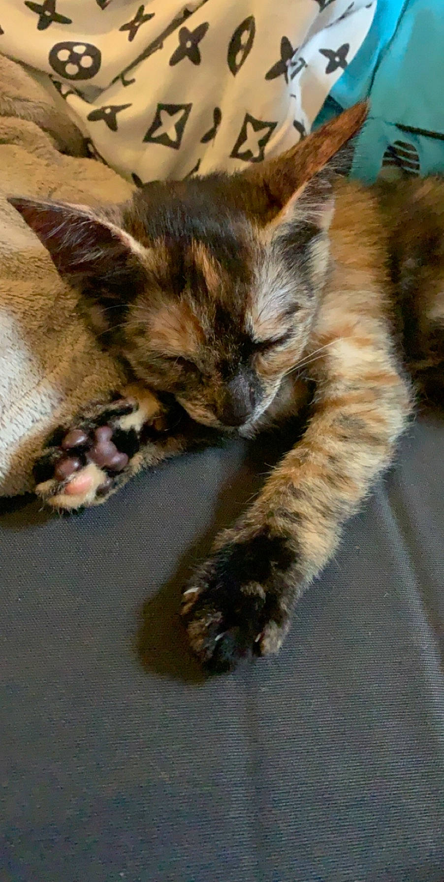 Sheinzy participe au concours pour gagner de l'argent avec cette photo : asian, carnivore, cat, claw, domestic_short_haired_cat, dragon_li, european_shorthair, felidae, fur, kitten, maine_coon, mammal, oriental_longhair, pixie_bob, small_to_medium_sized_cats, tabby_cat, tail, toyger, whiskers