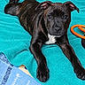 Basile participe au concours pour gagner de l'argent avec cette photo : puppy, dog, brindle, black_coat, white_chest, floppy_ears, brown_eyes, lying_down, front_paws, pet, portrait, close_up, turquoise_towel, orange_leash, indoor, relaxed, alert, cute, animal, photography