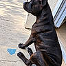 dog, brindle, black_dog, sitting, profile, outdoor, patio, concrete, house, doorway, window, blue_heart, tail, floppy_ears, short_coat, large_dog, pet, animal, sunlight, portrait