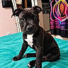 Basile participe au concours pour gagner de l'argent avec cette photo : puppy, dog, black_dog, white_chest, sitting, pet, animal, portrait, indoors, bedroom, bed, turquoise_blanket, short_hair, floppy_ears, brown_eyes, cute, front_view, domestic_animal, neon_curtain, home