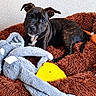 puppy, dog, pet, animal, black_and_brown, brindle, sitting, portrait, facial_expression, ears, eyes, nose, collar, chair, shaggy_fabric, plush_toy, frisbee, chew_toy, indoor, home