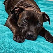 Basile a rejoint le concours — aidez-le/la à gagner de superbes lots ! dog, puppy, brindle, portrait, lying_down, blanket, bed, indoors, brown_fur, dark_fur, floppy_ears, paws, claws, nose, eyes, cute, relaxed, sleepy, close_up, pet