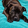 dog, puppy, brindle, portrait, lying_down, blanket, bed, indoors, brown_fur, dark_fur, floppy_ears, paws, claws, nose, eyes, cute, relaxed, sleepy, close_up, pet