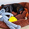 dog, black_dog, pet, animal, shaggy_bed, dog_bed, stuffed_toy, plush_toy, gray_toy, yellow_toy, rope_toy, curled_up, lying_down, indoors, cozy, playful, black_fur, brown_bed, floor, home