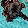 dog, canine, pet, black_dog, brown_coat, blue_eyes, lying_down, bed, blanket, indoors, portrait, close_up, animal, muzzle, floppy_ears, paws, claws, staring, resting, turquoise