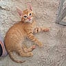 kitten, cat, orange_tabby, fluffy_rug, blue_eyes, pet, animal, indoor, floor, paw, curious, young_cat, feline, resting, cozy, foot, sock, chair_leg, domestic_cat, cute