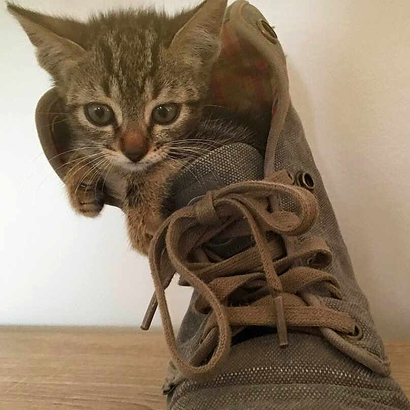 Gandja participe au concours pour gagner de l'argent avec cette photo : animal, canvas_shoe, cat, close_up, curious, cute, domestic, fur, gray, hiding, indoor, kitten, paws, pet, playful, shoe, small, tabby, wooden_surface, young_cat