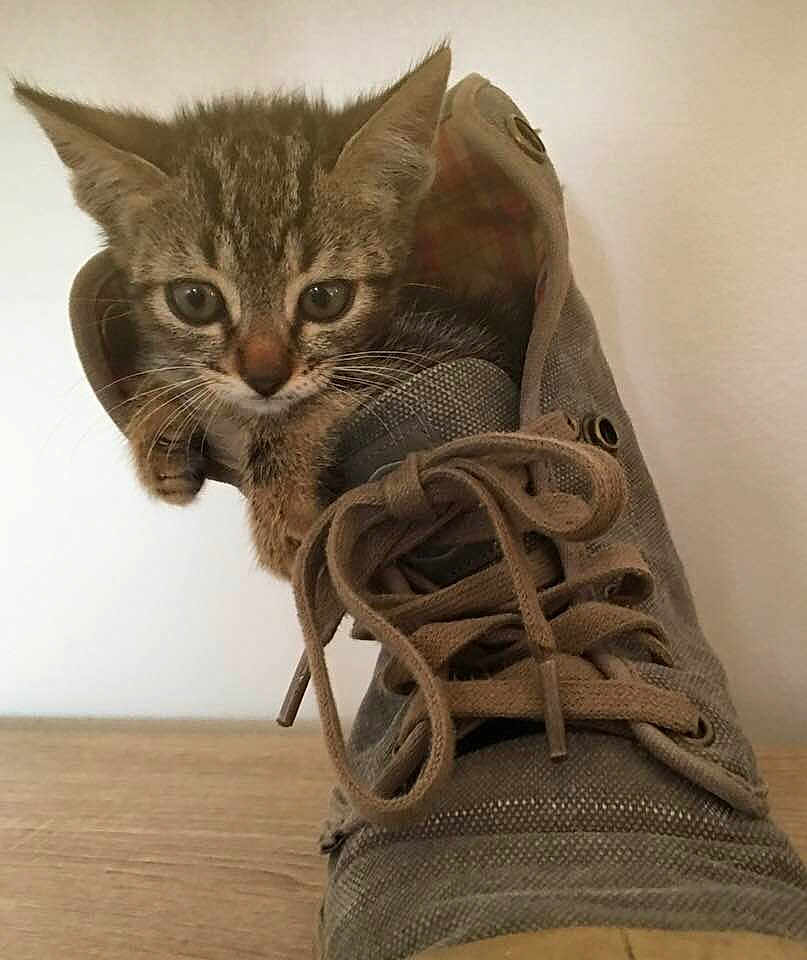 Gandja participe au concours pour gagner de l'argent avec cette photo : kitten, cat, shoe, canvas_shoe, curious, pet, animal, indoor, wooden_surface, paws, fur, small, cute, young_cat, gray, tabby, close_up, playful, hiding, domestic