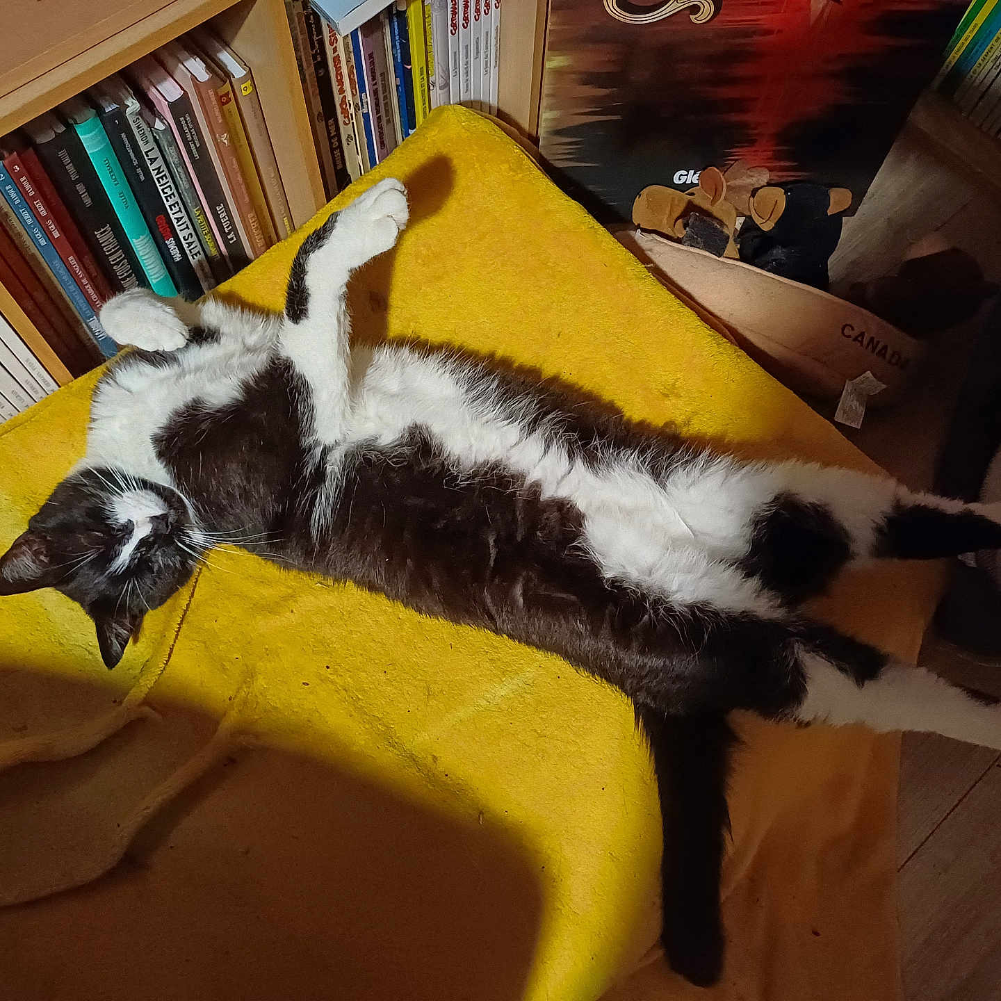 Filou participe au concours pour gagner de l'argent avec cette photo : animal, black_and_white, bookshelf, cat, comfortable, cozy, domestic_animal, feline, floor, fur, home, indoor, lying_down, pet, relaxed, resting, sleepy, soft_light, wooden_floor, yellow_blanket
