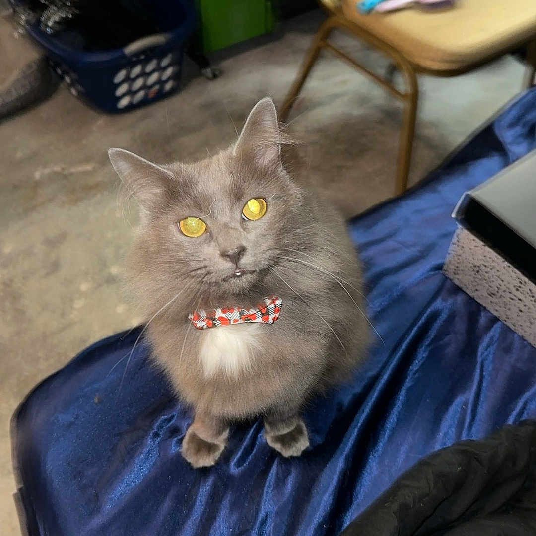 Ash joined the competition — help win amazing prizes! animal, architecture, building, cat, chair, cushion, face, furniture, head, homedecor, indoors, kitten, outdoors, person, pet, photography, portrait, shelter, table, wood