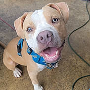 Kion joined the competition — help win amazing prizes! dog, puppy, smiling, blue_harness, tan_and_white, pet, canine, looking_up, happy, indoor, floor, concrete, leash, ears, teeth, nose, animal, domestic_animal, mammal, cute