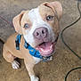 dog, puppy, smiling, blue_harness, tan_and_white, pet, canine, looking_up, happy, indoor, floor, concrete, leash, ears, teeth, nose, animal, domestic_animal, mammal, cute