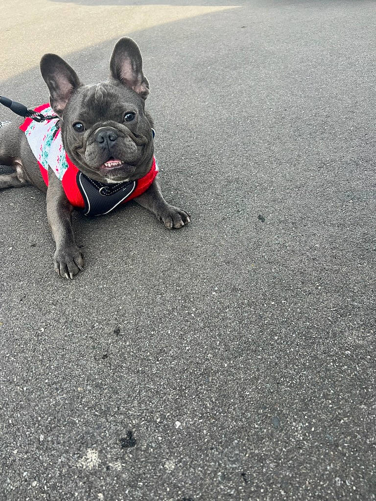 Stitch is registered to the contest to win money with this photo: asphalt, bulldog, carnivore, collar, companion_dog, dog, dog_breed, dog_collar, electric_blue, fashion_accessory, fawn, french_bulldog, grass, leash, road, road_surface, snout, tar, toy_dog, working_animal