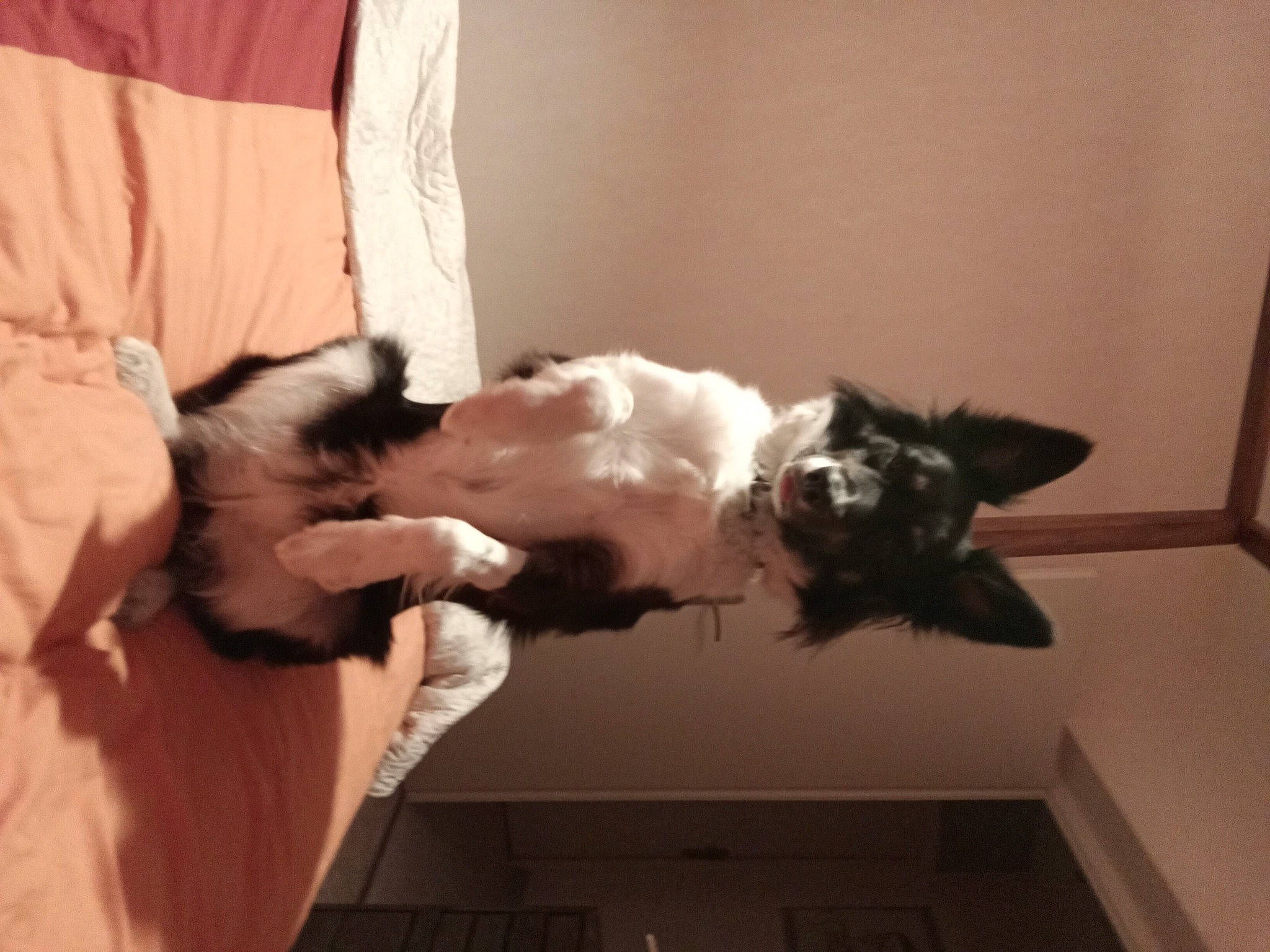 Palma a rejoint le concours — aidez-le/la à gagner de superbes lots ! canidae, carnivore, cat, claw, comfort, companion_dog, dog_breed, domestic_short_haired_cat, felidae, formal_wear, fur, gesture, hardwood, paw, room, small_to_medium_sized_cats, sporting_group, tail, whiskers, window