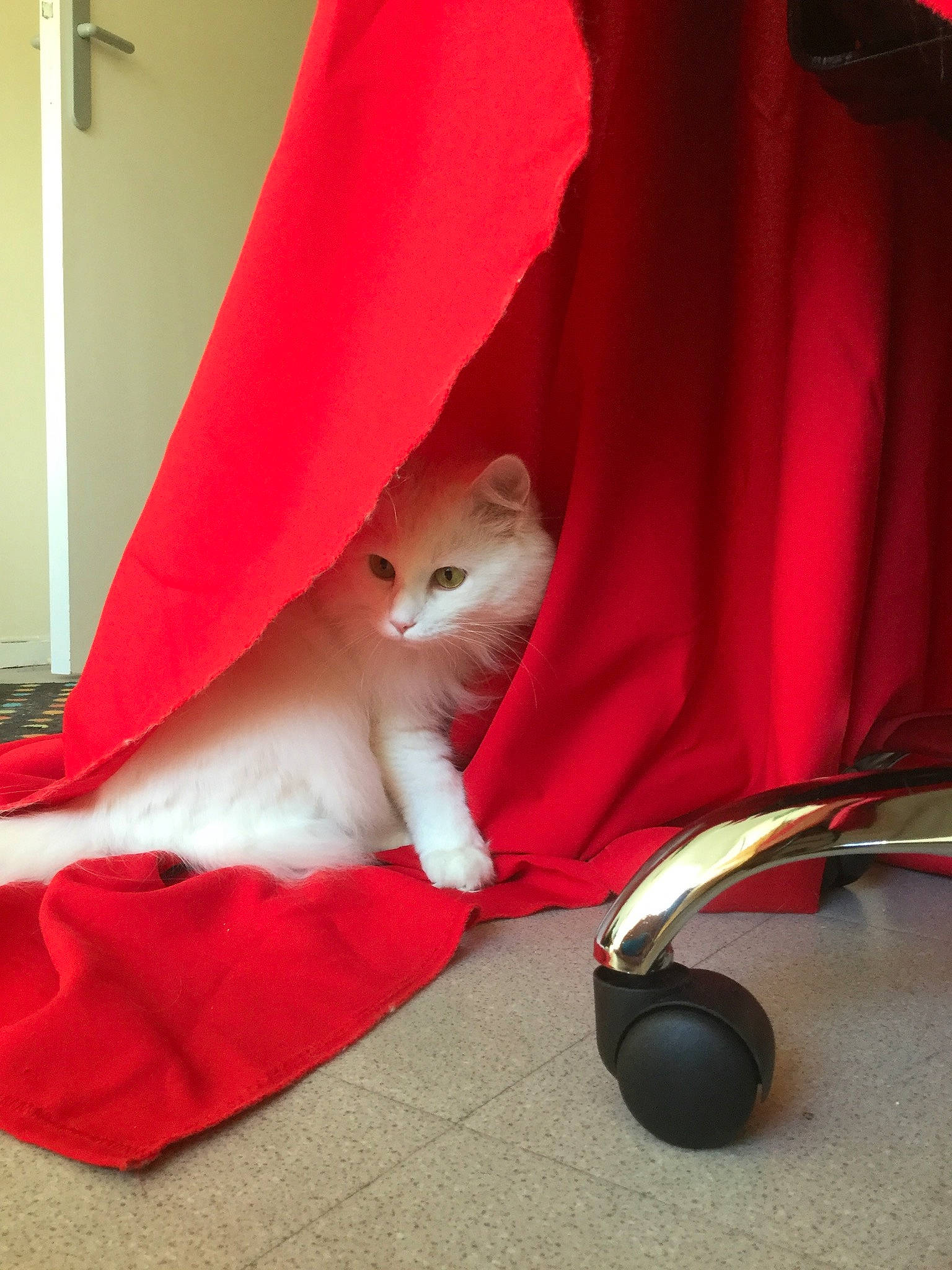 Cupidon a rejoint le concours — aidez-le/la à gagner de superbes lots ! burmilla, carnivore, cat, fawn, felidae, kitten, red, small_to_medium_sized_cats, tail, turkish_angora, whiskers